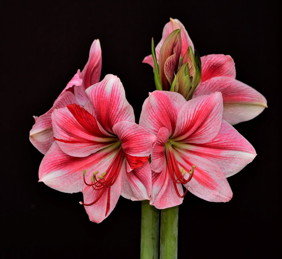 Amaryllis - David Garnham